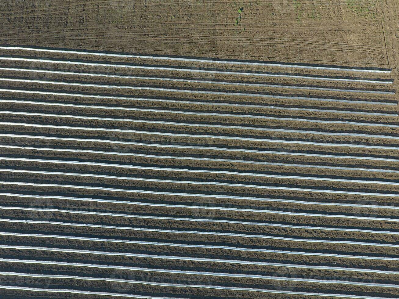 Rows of filmy greenhouses in the field. Growing vegetables in a closed ground. Greenhouses in the field photo
