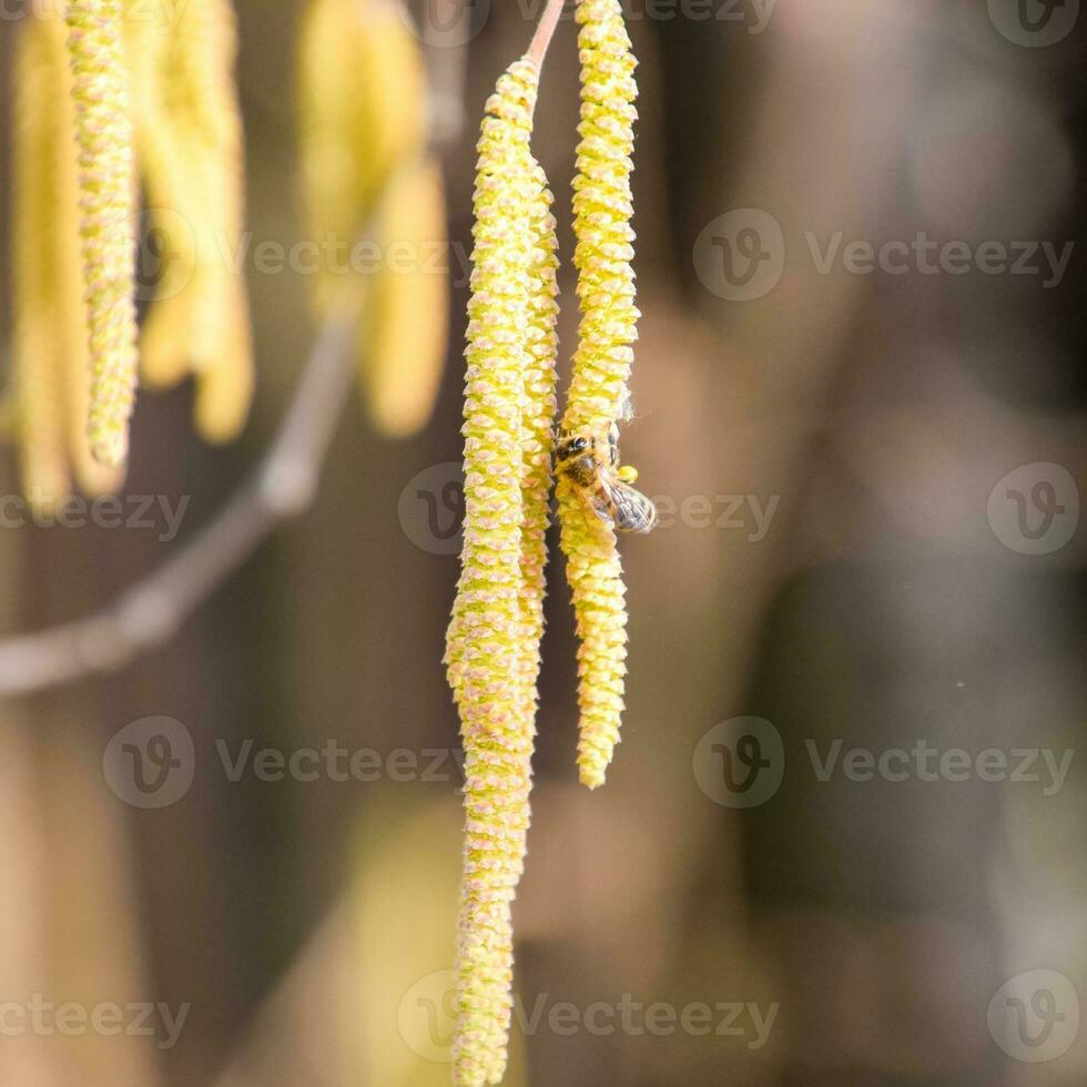 Pollination by bees earrings hazelnut. Flowering hazel hazelnut. photo
