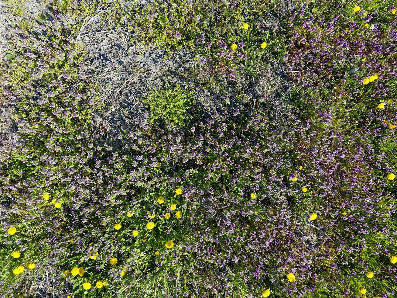 flores de diente de león. lamio purpureum floreciente en el jardín. foto