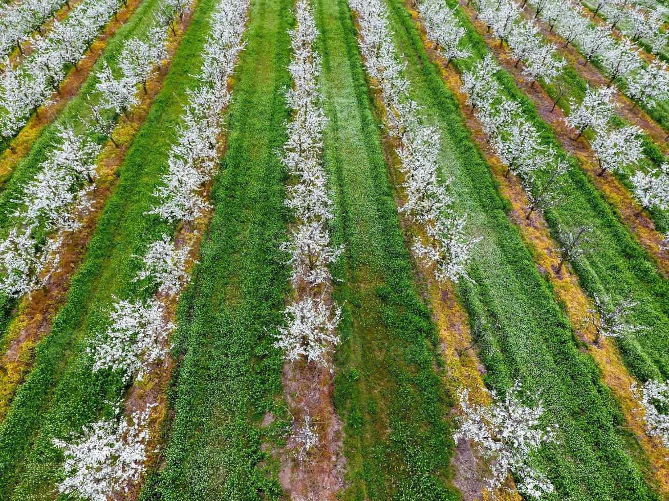 Blossoming young plum garden, top view. Span of the drone over the plum blooming garden. photo