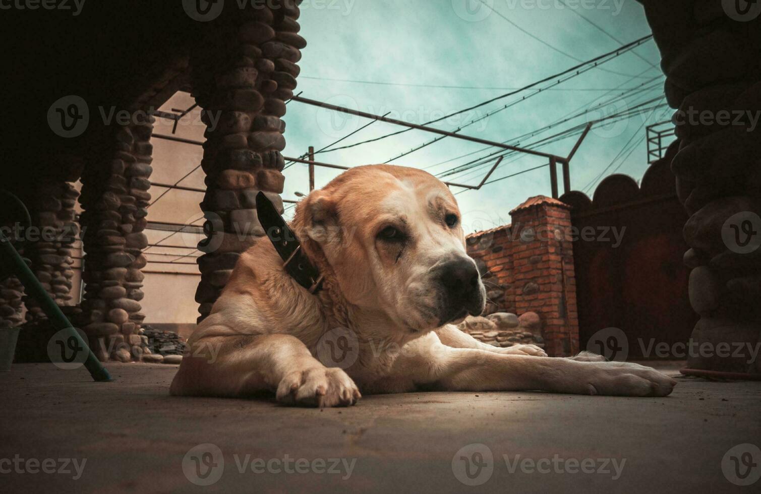 Central Asian Shepherd Dog. Alabai portrait photo