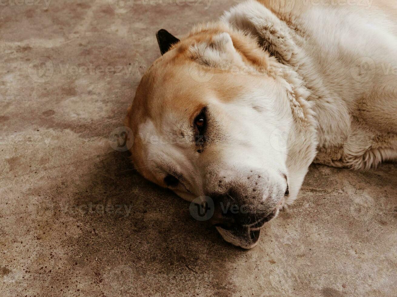 Central Asian Shepherd Dog. Alabai portrait photo