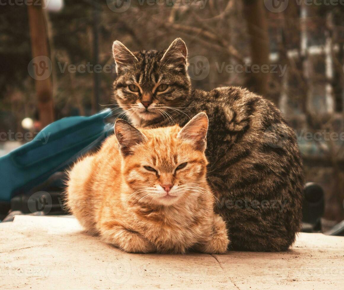 Portrat of the two cute cats photo