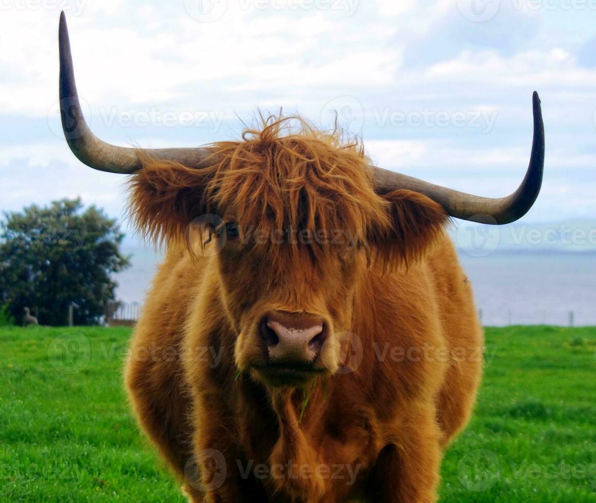 bull portrait closeup photo