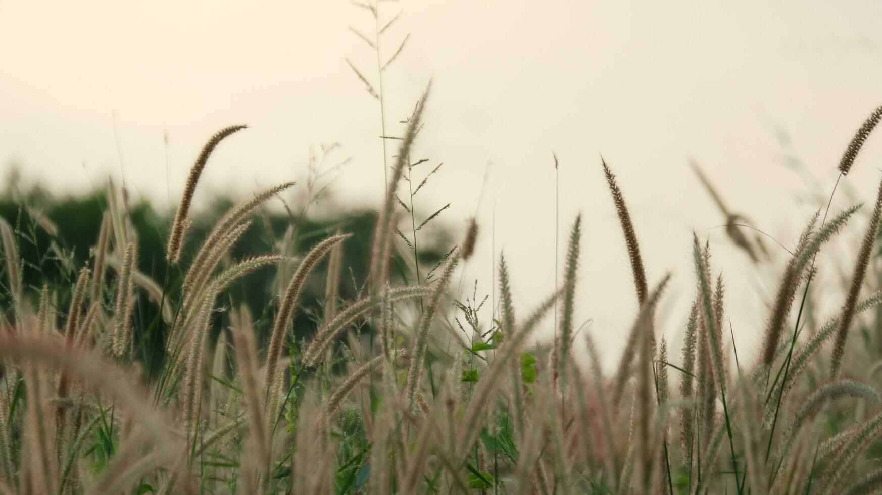 Feather pennisetum grass on blur background photo