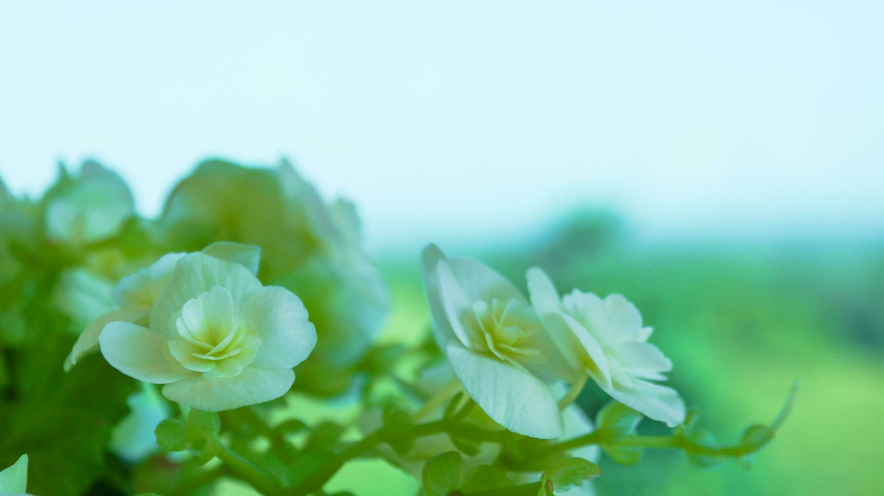 Lush white flowers on blur background soft and selective focus photo