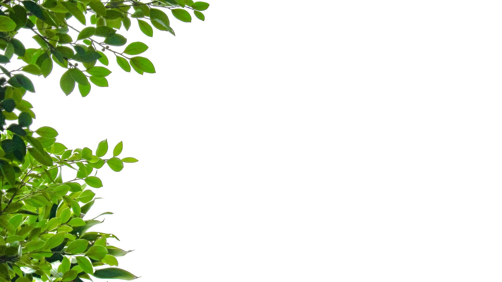 Isolated green tree top leaves with clipping paths photo