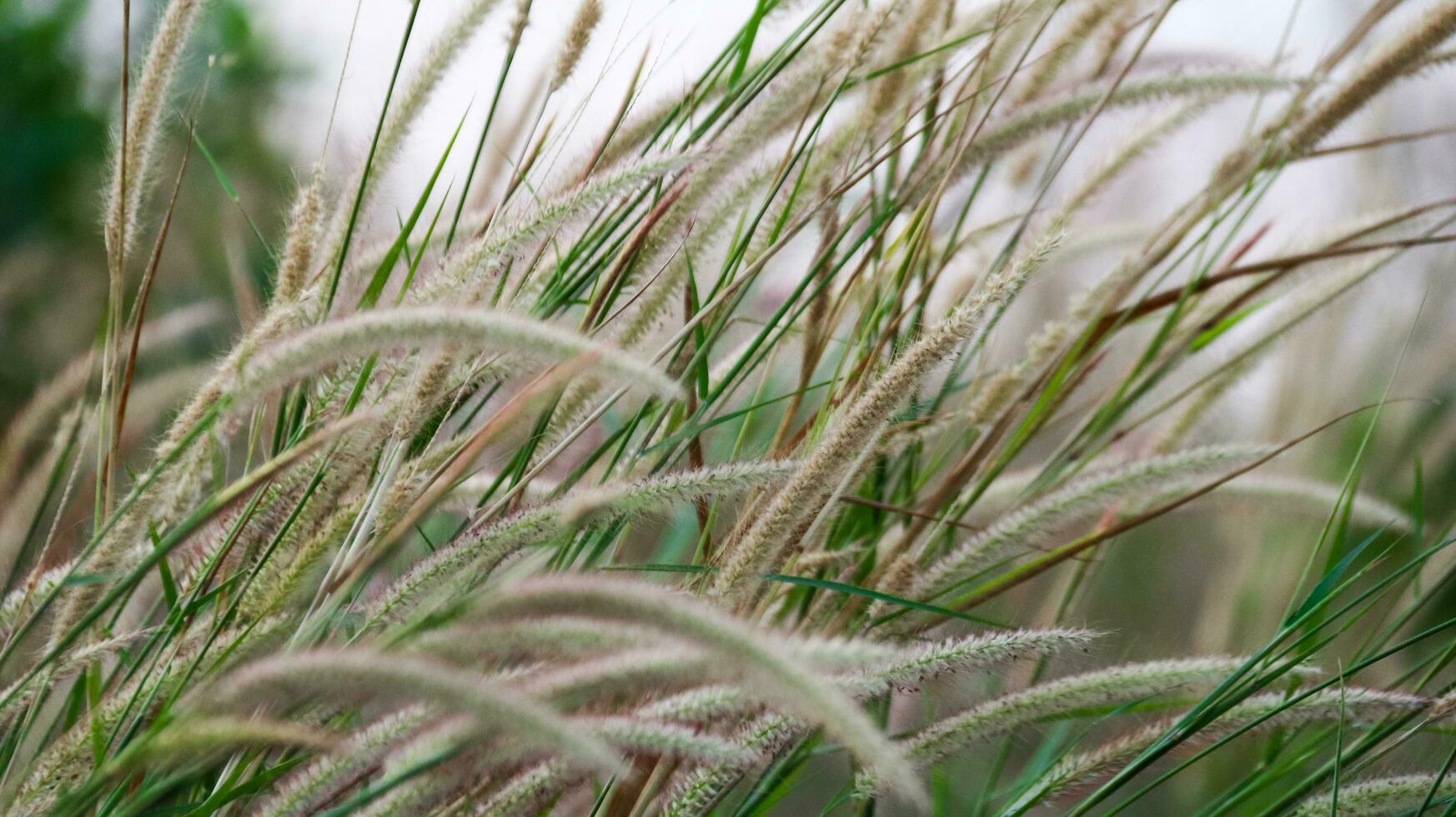 Feather pennisetum grass on blur background photo
