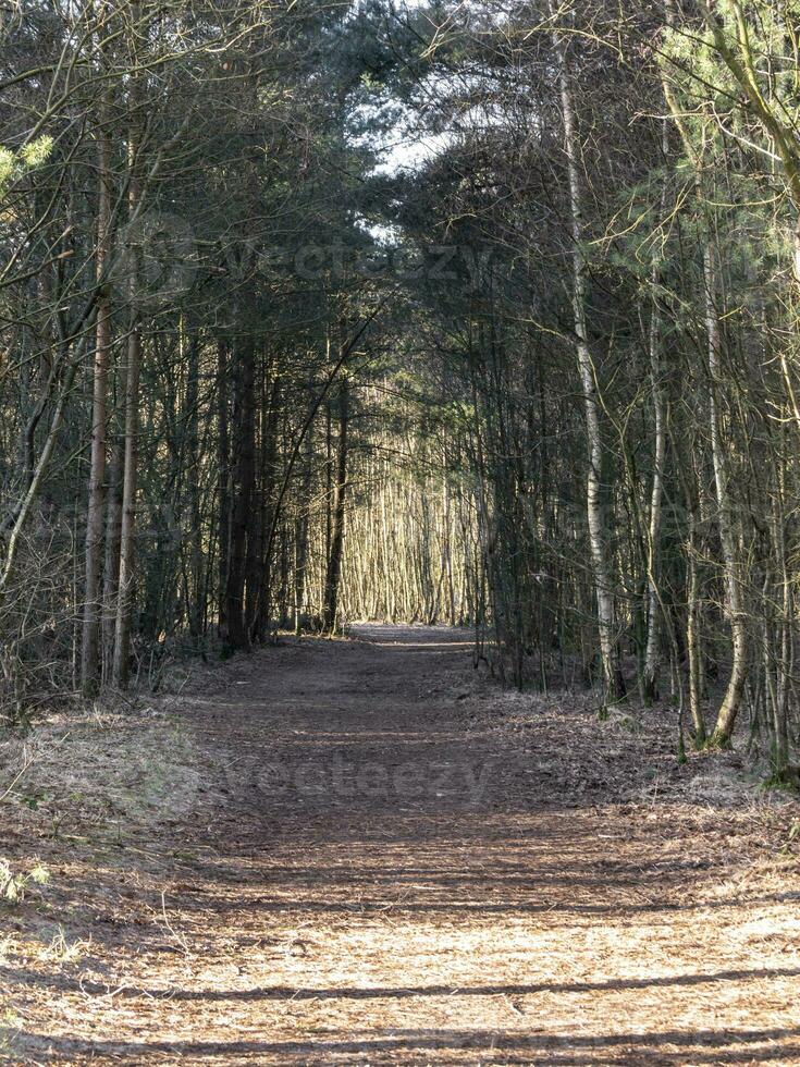 Trail through trees in a wood with sunlight and shadows photo