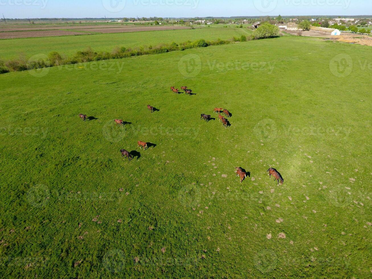 Grazing horses on the field. Shooting horses from quadrocopter. Pasture for horses. photo