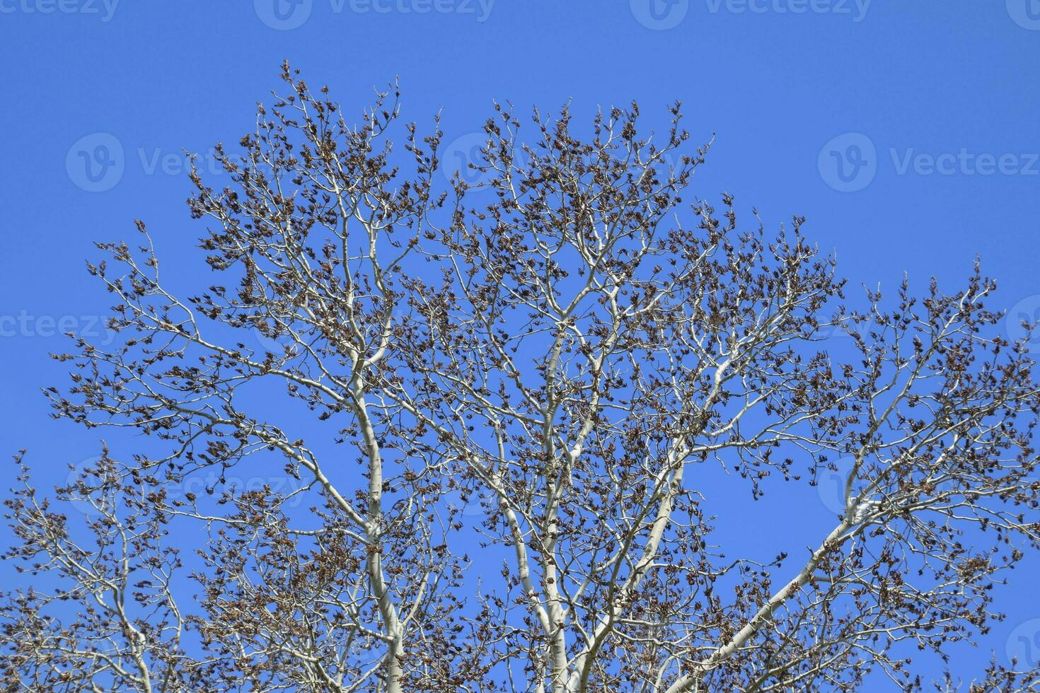 Earrings flowering silver poplar. Flowering poplar photo