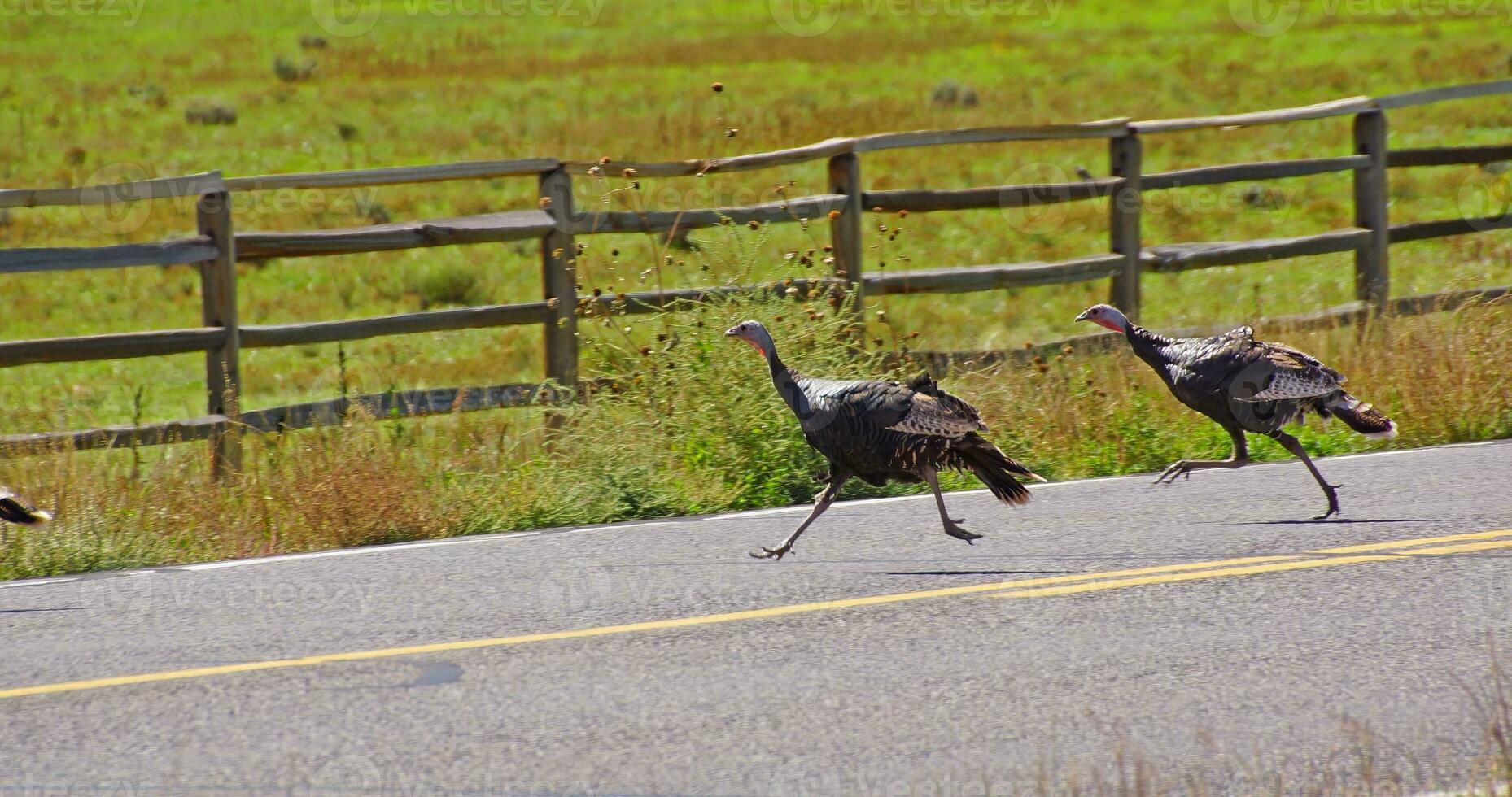 Wild turkeys running across the hghway photo