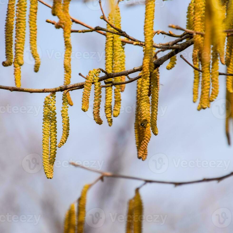 Flowering hazel hazelnut. Hazel catkins on branches. photo