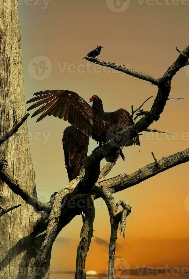 Turkey vulture spreading wings photo