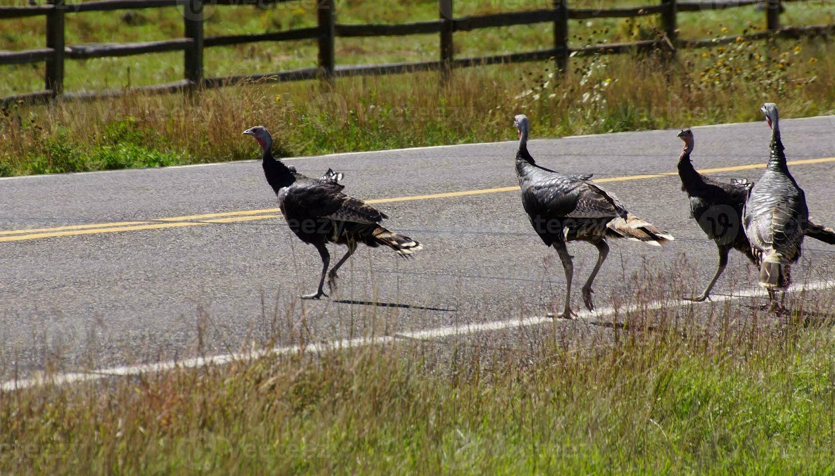 salvaje pavos corriendo a través de el camino foto