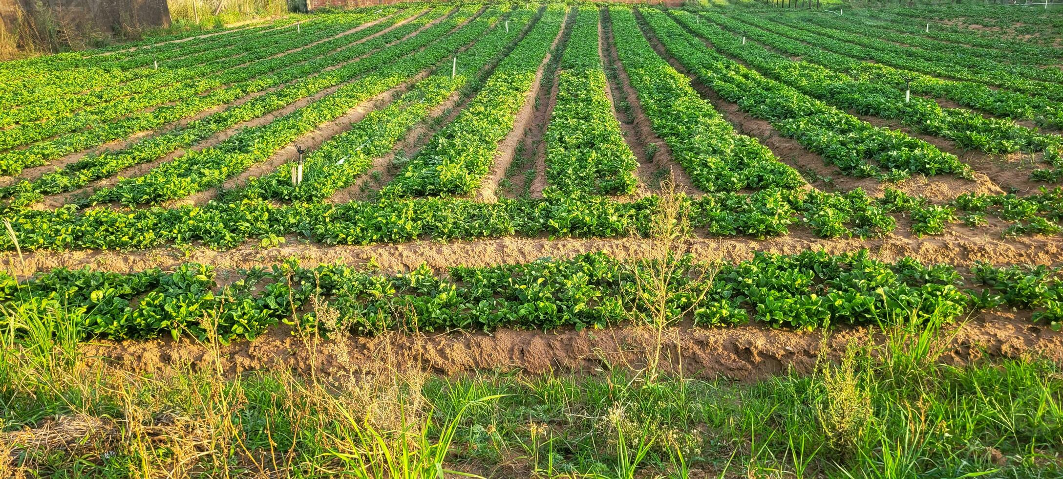 Explore the freshness of nature The image of the rural garden with planted lettuces offers vitality and purity. Buy it now and bring organic beauty to your projects photo