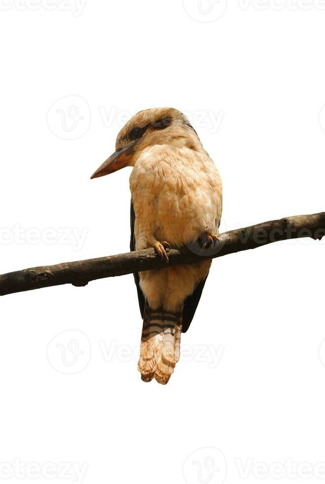Kookaburra bird portrait photo