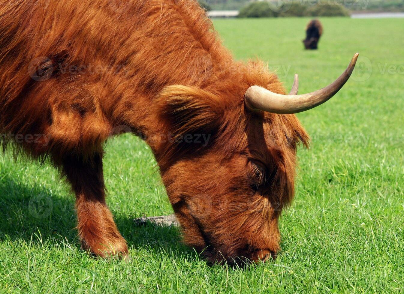 australian cow closeup photo