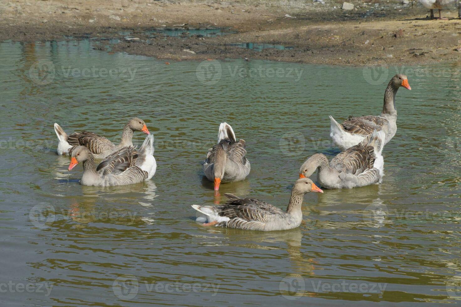 The gray goose is domestic. Homemade gray goose. Homemade geese photo