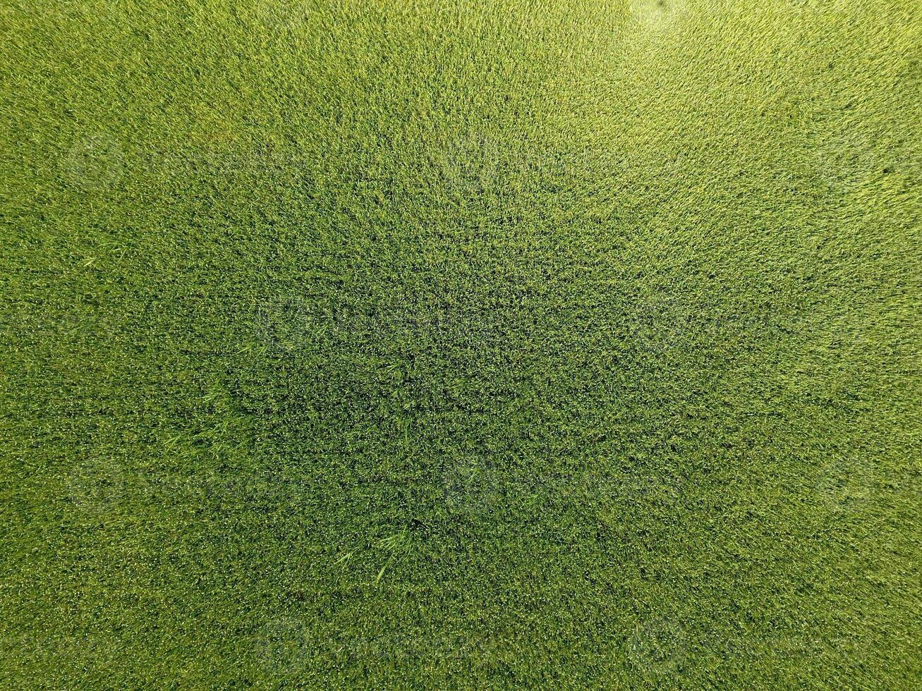 Green wheat in the field, top view with a drone. Texture of wheat green background. photo