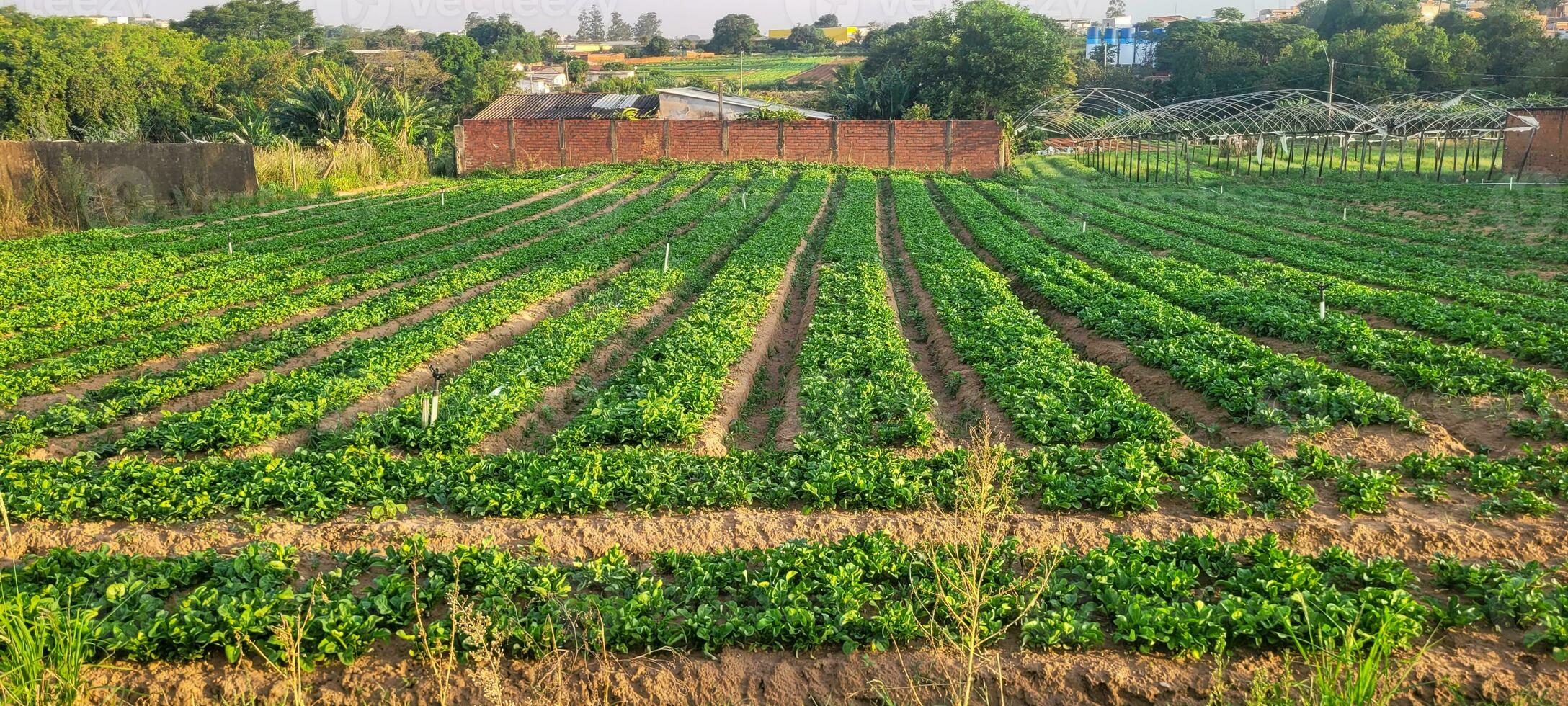 explorar el frescura de naturaleza el imagen de el rural jardín con plantado lechugas ofertas vitalidad y pureza. comprar eso ahora y traer orgánico belleza a tu proyectos foto