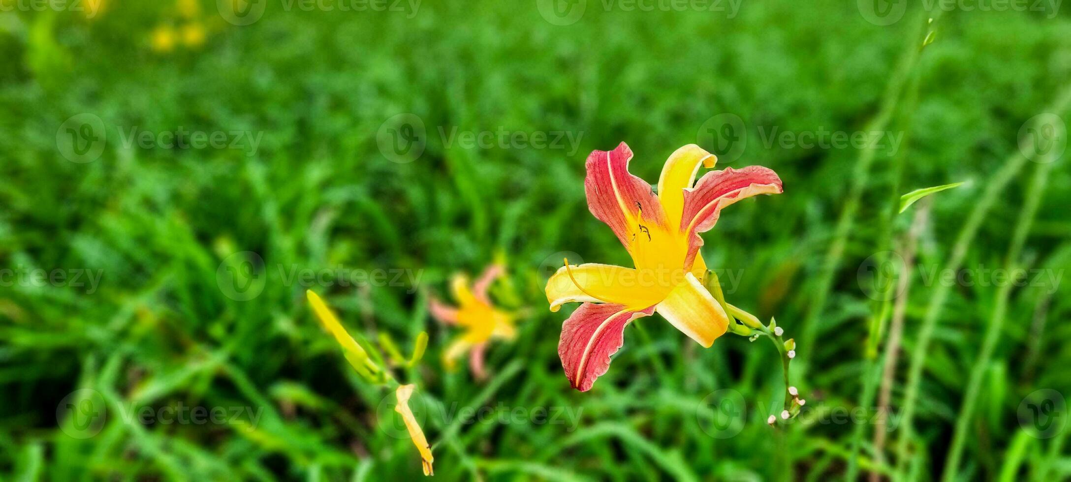 Be enchanted by the exuberance of a green garden, where a vibrant yellow flower steals the show. An image that inspires freshness and vitality. Get that touch of nature now photo