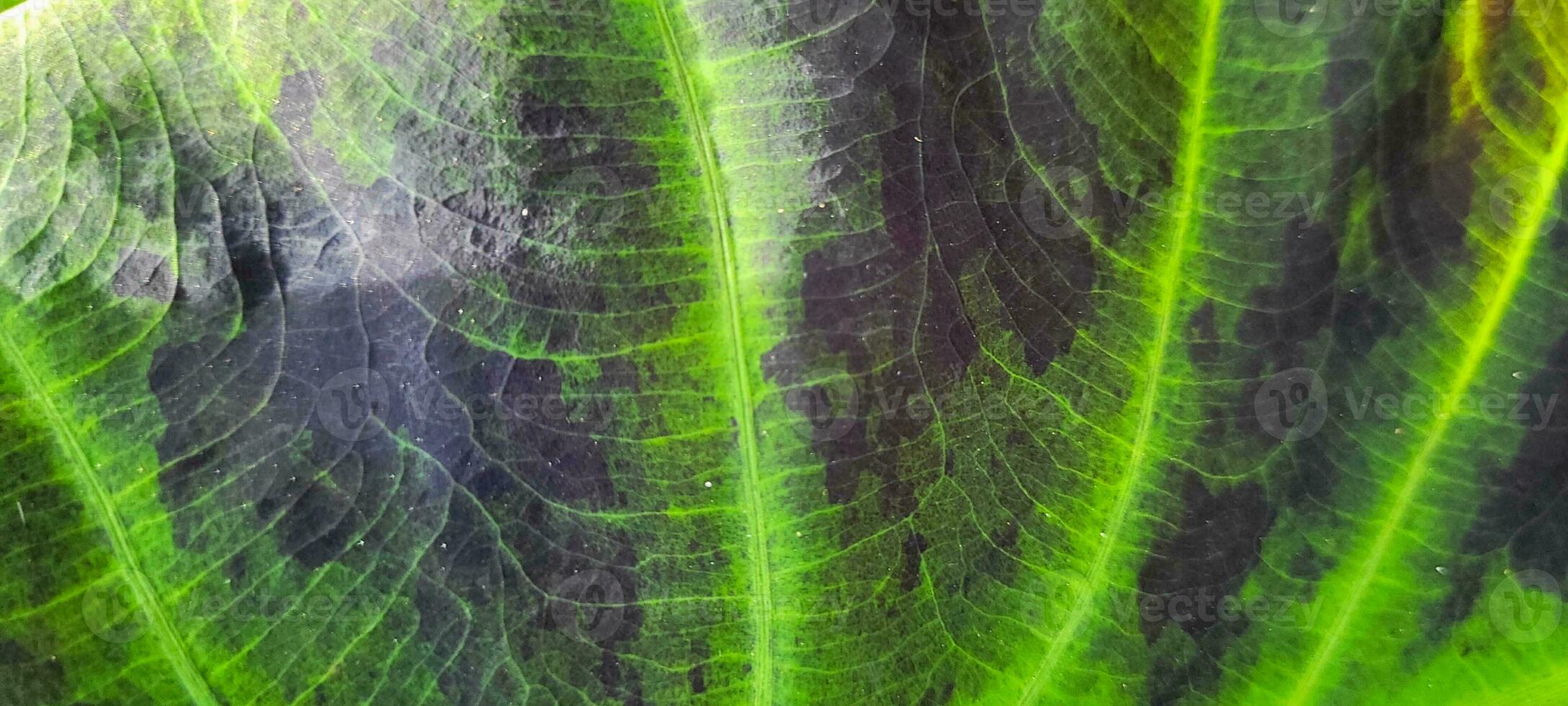 Awaken nature in your projects with the vibrant freshness of this green plant leaf. Perfect for adding vitality and style. Get it now and be inspired photo