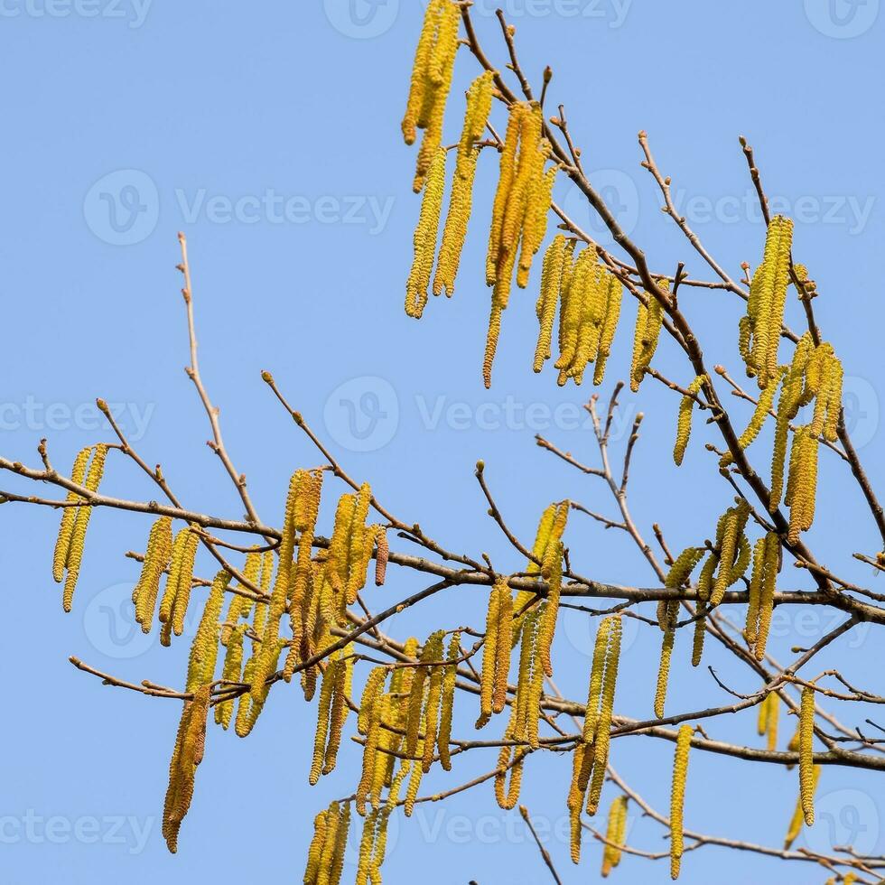 Flowering hazel hazelnut. Hazel catkins on branches. photo