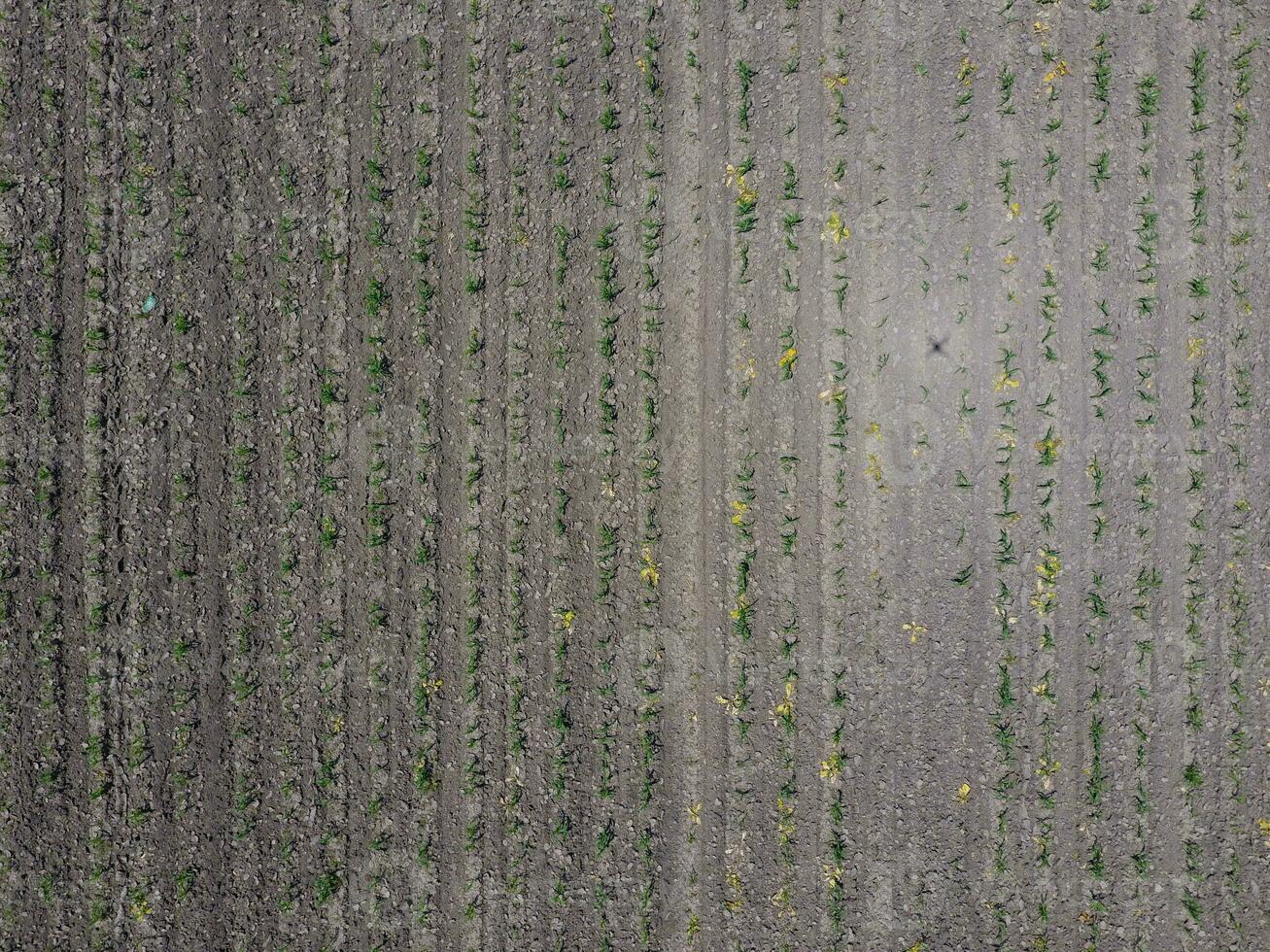 Seedlings of corn. Field of young corn. Shoots of corn on the field. Fodder corn for silage. photo