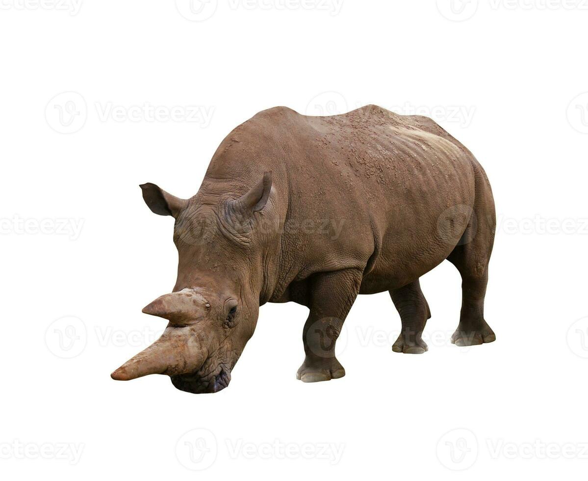 rhinoceros on white photo