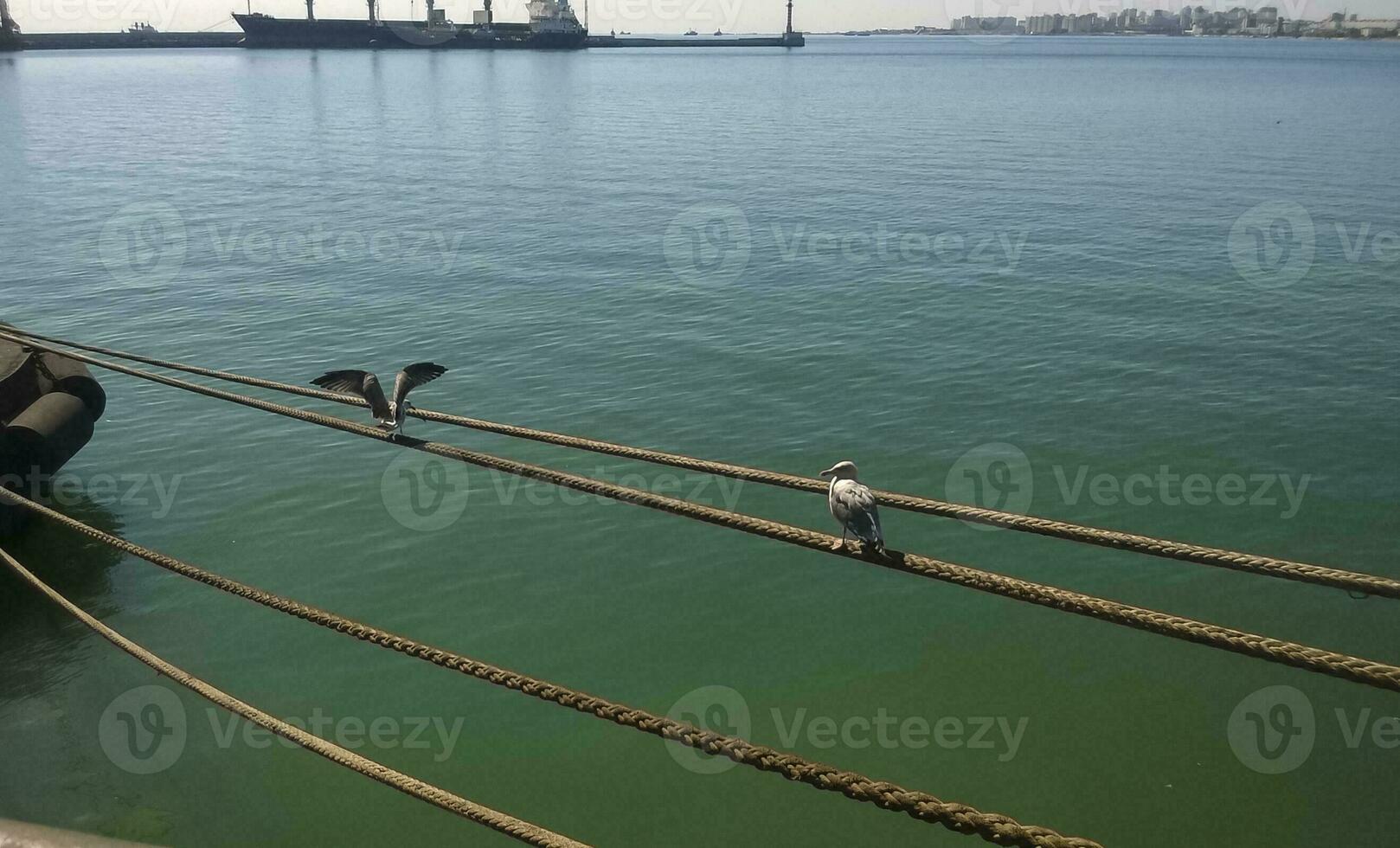 Seagull sitting on mooring ropes. Birds of the sea bay photo