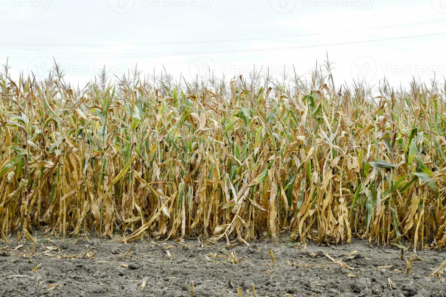 Ripened corn on the field. Almost dry stems of corn. photo