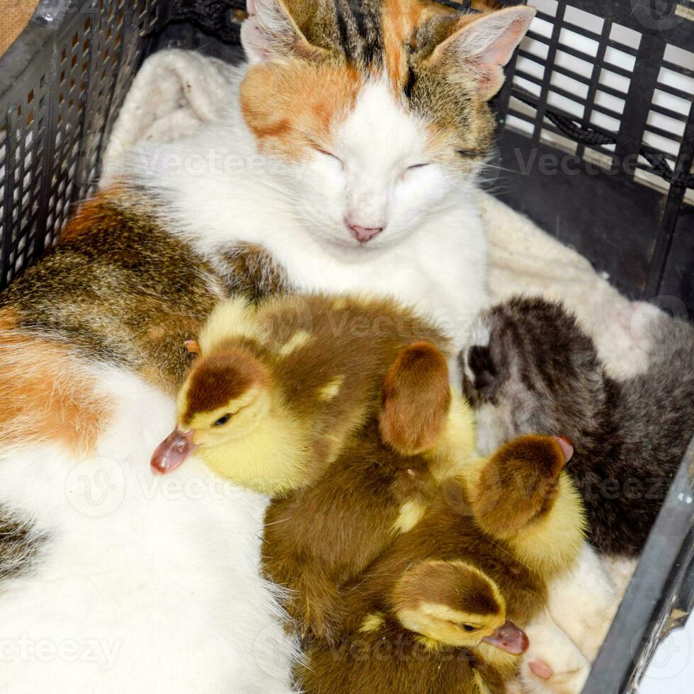 Cat foster mother for the ducklings photo