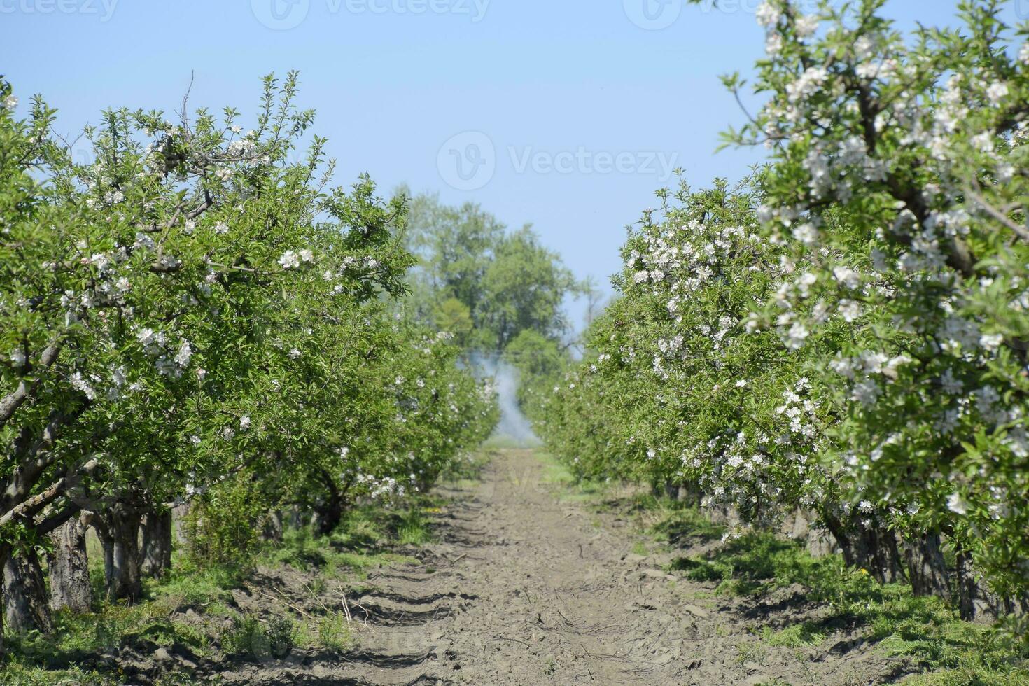 floreciente manzana huerta. adulto arboles floración en el manzana huerta. foto