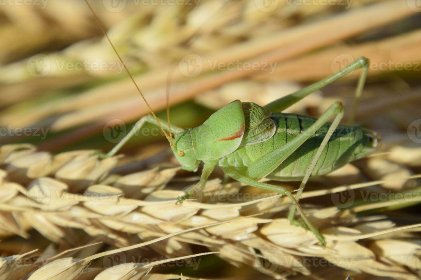 isofía. saltamontes es un isofía en un trigo espiguilla foto