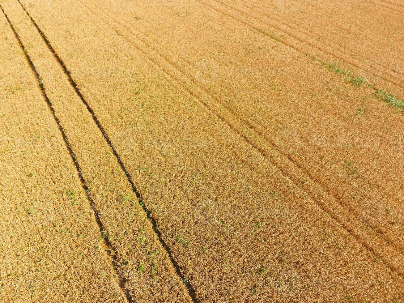 field of wheat, a top view photo