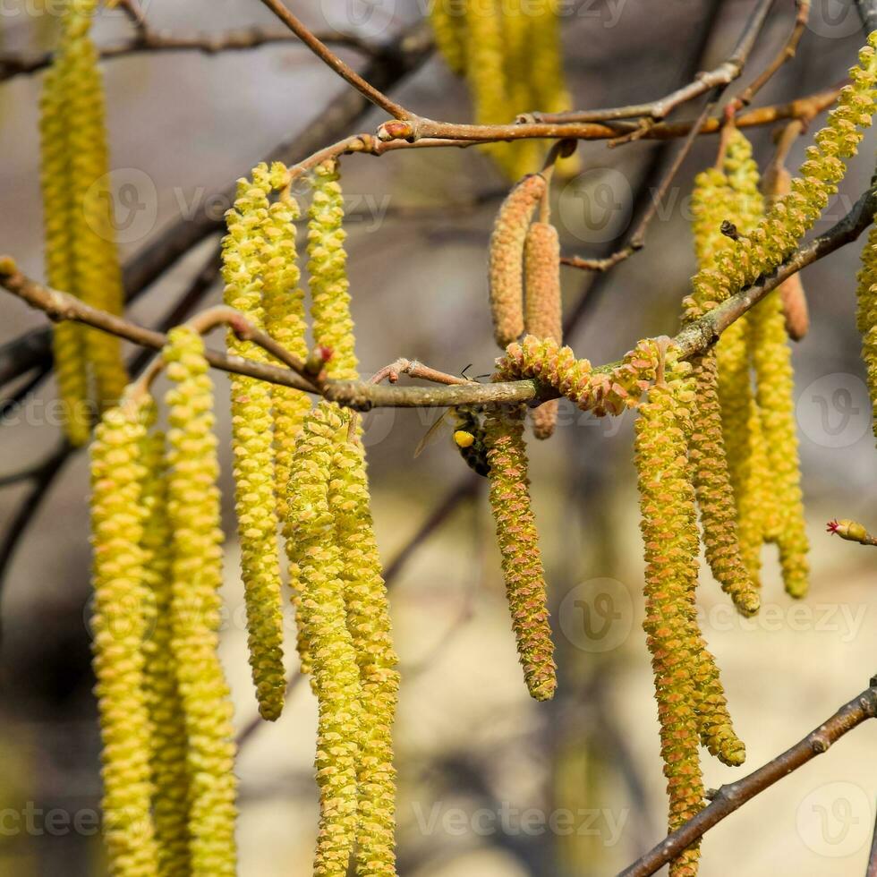 Flowering hazel hazelnut. Hazel catkins on branches. photo
