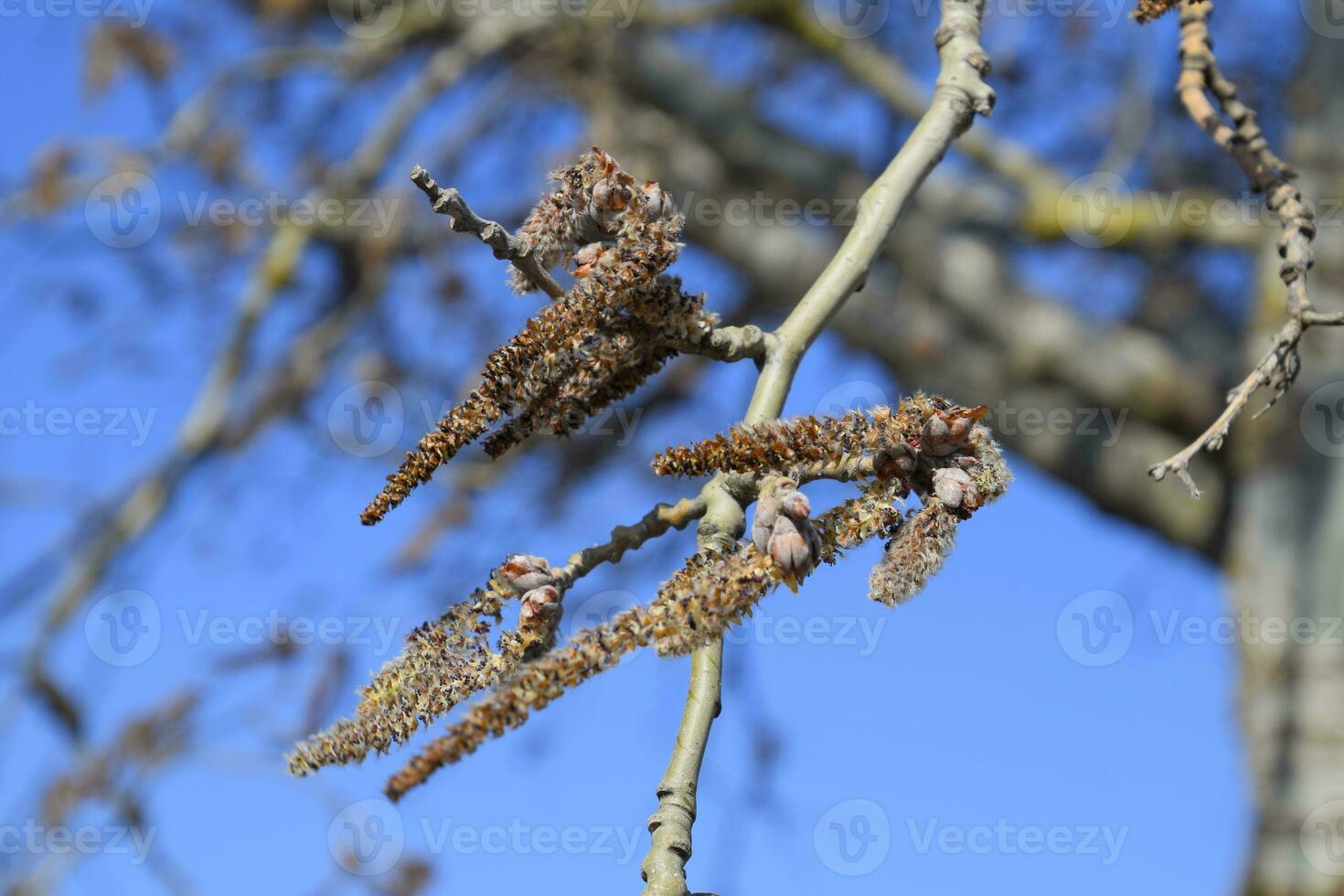 Earrings flowering silver poplar. Flowering poplar photo