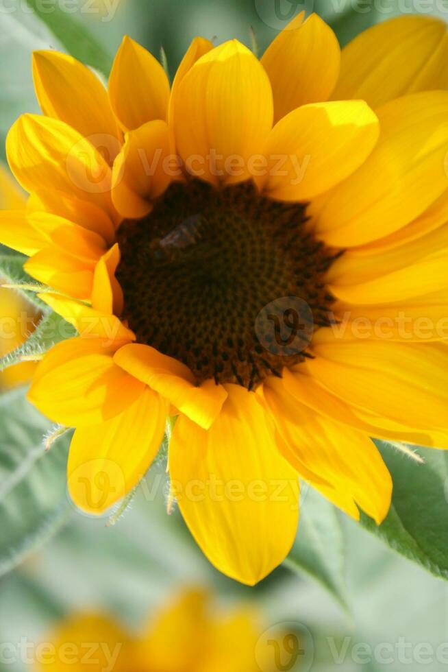 sunflower blooming and bee beauty natur photo