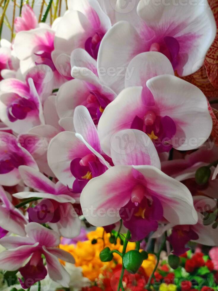 orchids flower blooming beauty nature colorful soft blur photo