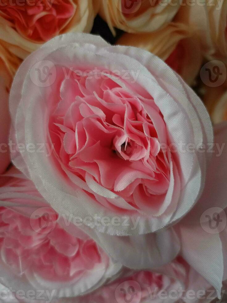 roses flower blooming beauty nature and soft blur photo