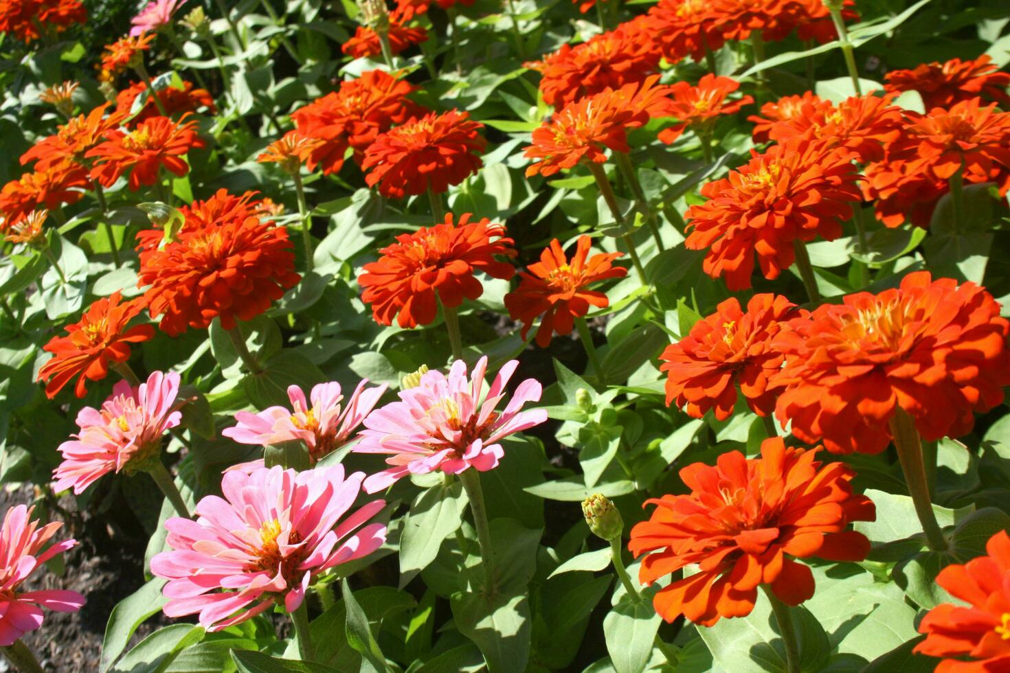 Zinnia flower blooming in Thailand garden photo