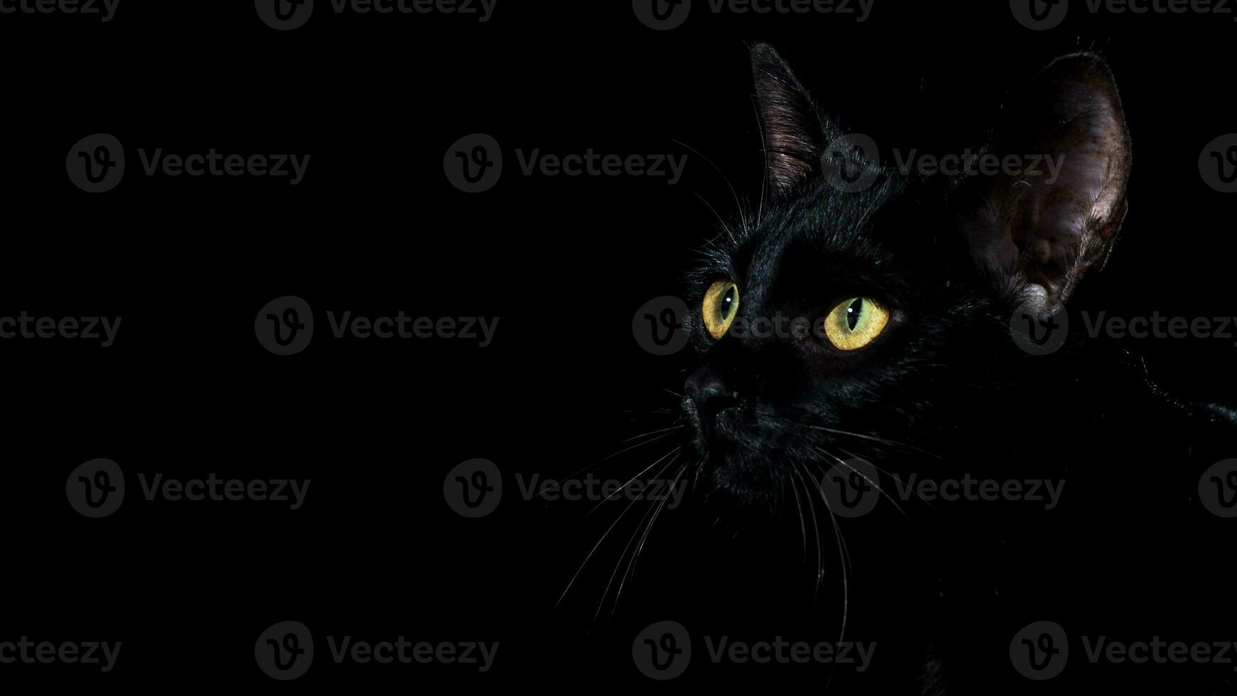 portrait of a black domestic pedigree cat felis catus photo