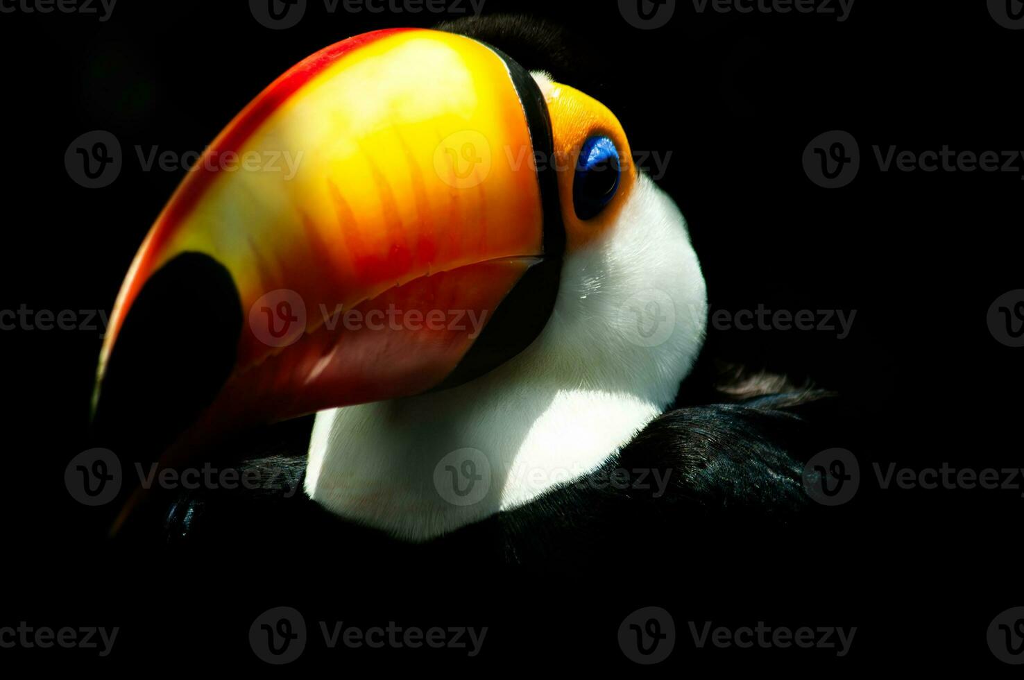 Toucan bird or Ramphastos toco photo