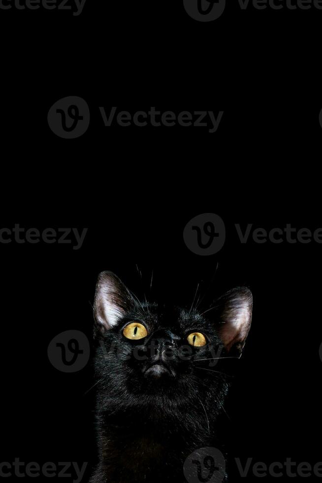 portrait of a black domestic pedigree cat felis catus photo