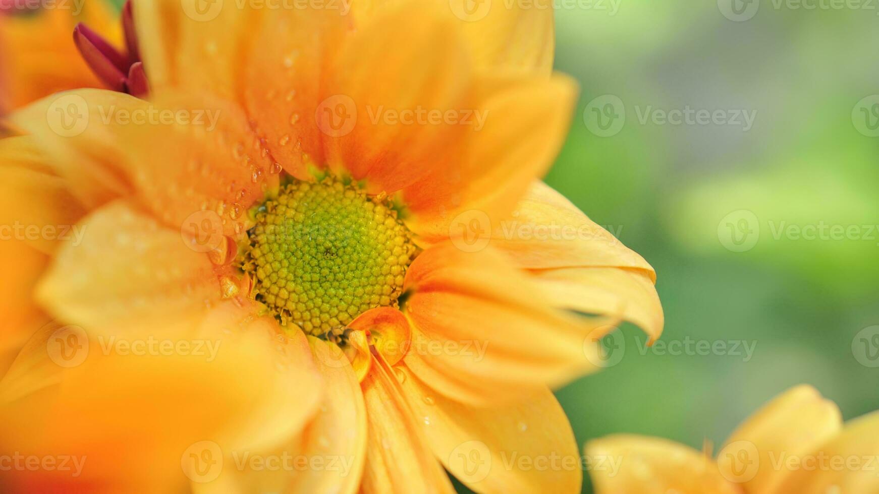 Chrysanthemum lavandulifolium flowers with orange petals photo