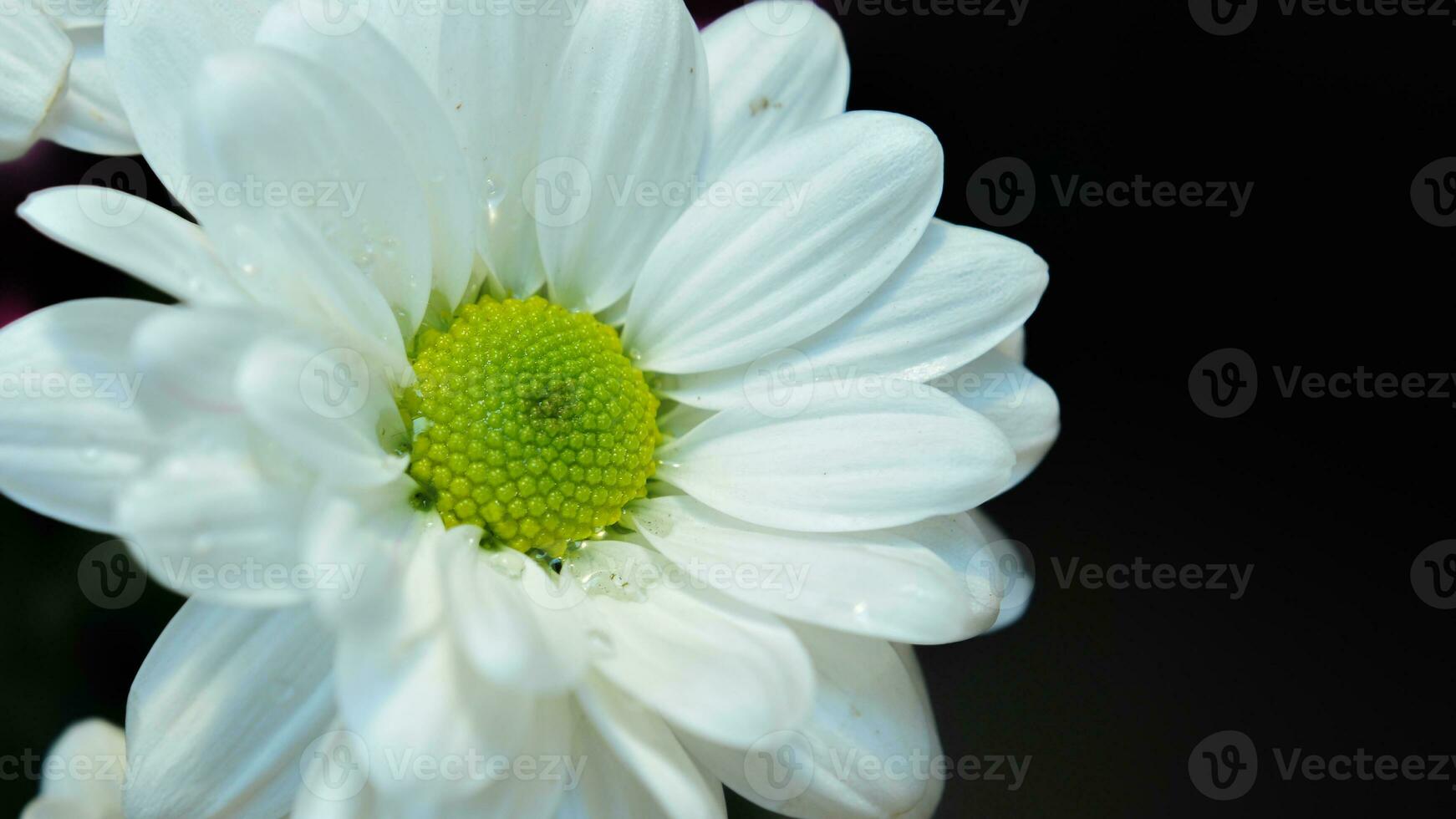 A Sprig of White Chrysanthemum indicum Flower photo
