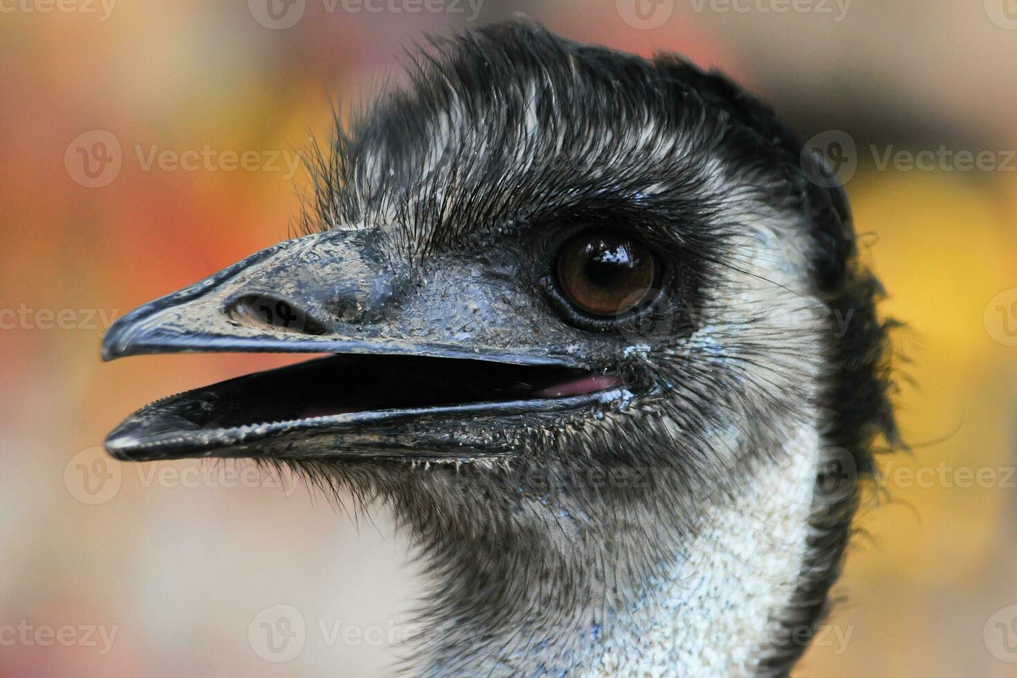 burung unta o emú dromaius novaehollandiae pájaro foto