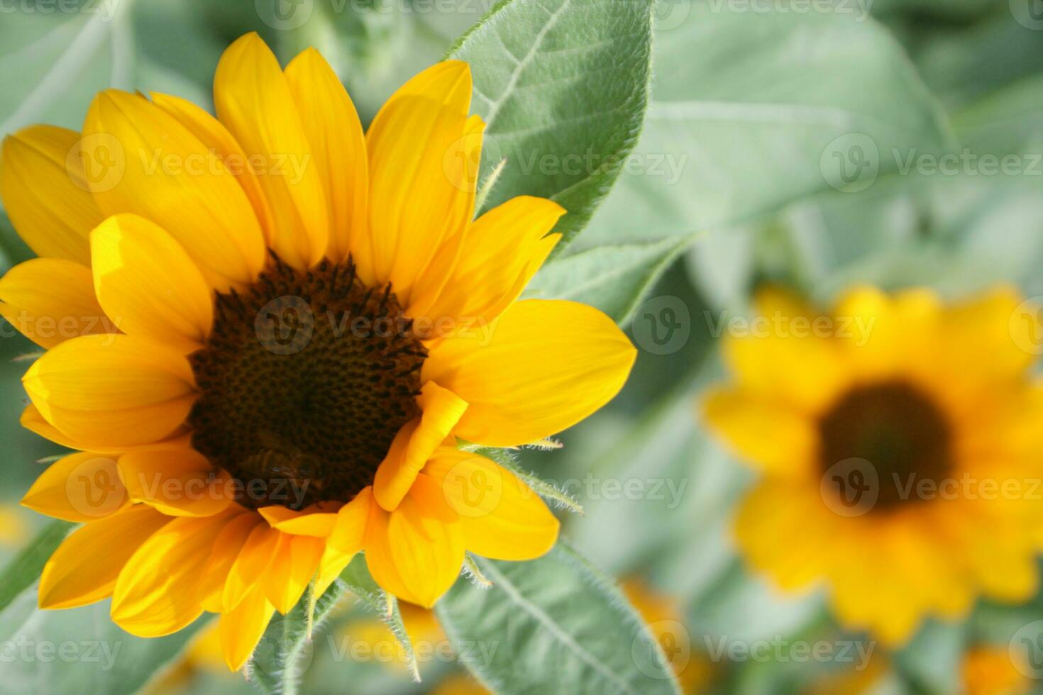sunflower blooming and bee beauty natur photo