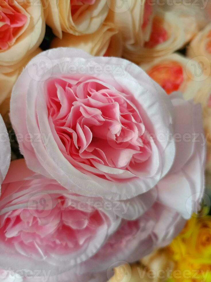 roses flower blooming beauty nature and soft blur photo